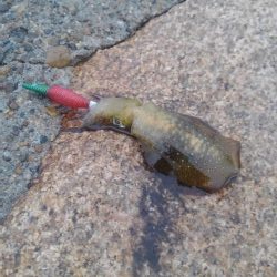 雨の中のイカさん調査