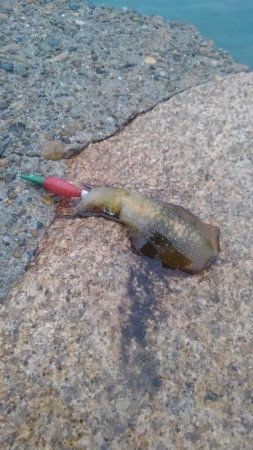 雨の中のイカさん調査