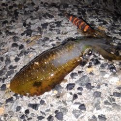 仕事帰りにちょこっとエギング