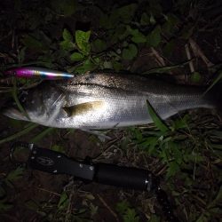 リバーシーバス