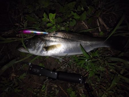 リバーシーバス