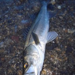 リバーシーバス