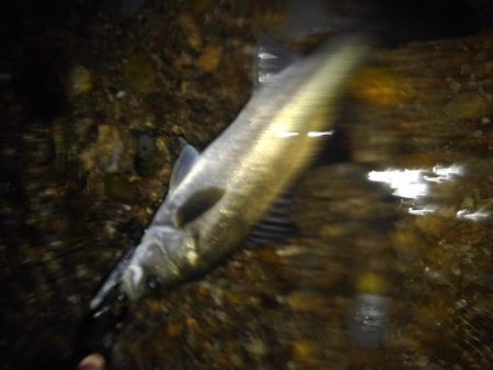 リバーシーバス