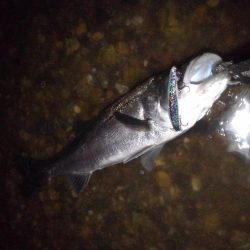 リバーシーバス