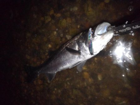 リバーシーバス