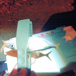 鳴門でアジング