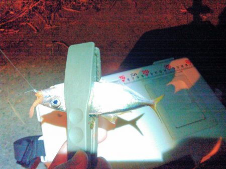 鳴門でアジング