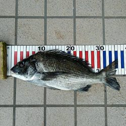 小チヌ釣り