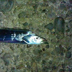 今日も太刀魚貧果