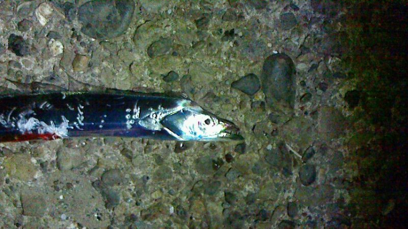 今日も太刀魚貧果