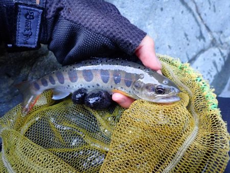 渓流釣り・アマゴ