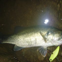 ボイルしたところに・・・