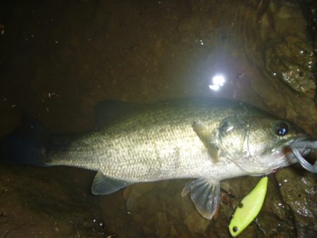 ボイルしたところに・・・