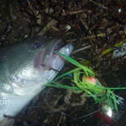 浮きごみ周りで