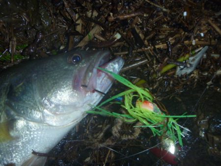 浮きごみ周りで