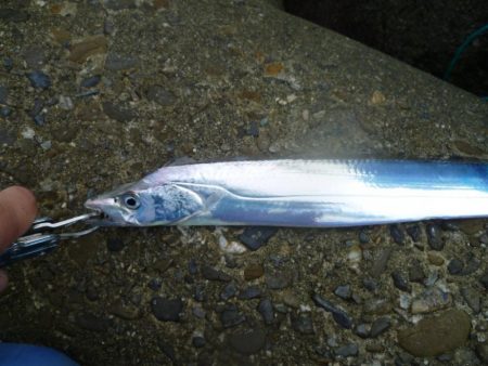 ナブラ発生したけど・・・