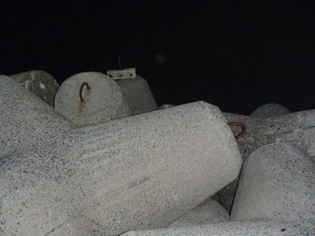 タチウオ入れ食い