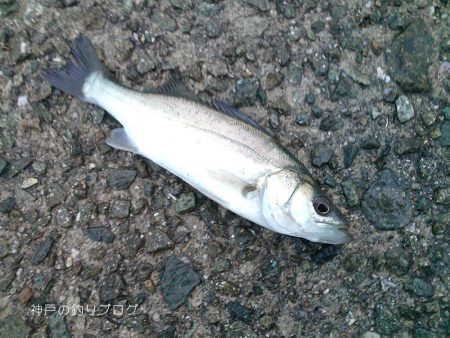 サビキで小アジ！