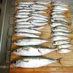 短時間サビキで38匹！