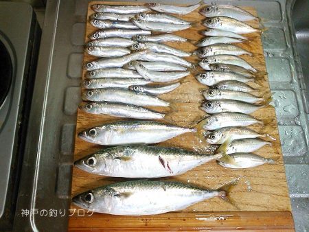 短時間サビキで38匹！