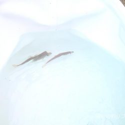 ファミリーフィッシング