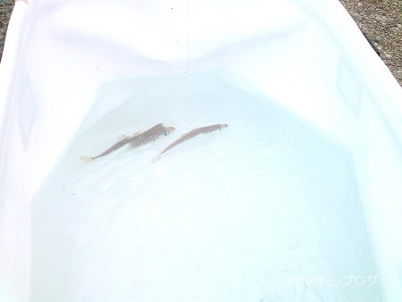 ファミリーフィッシング