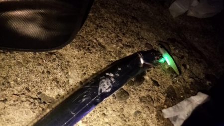 コスモ太刀魚調査