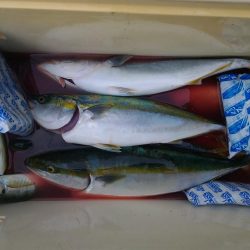 西目 ヒラマサ祭り