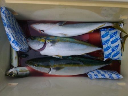 西目 ヒラマサ祭り