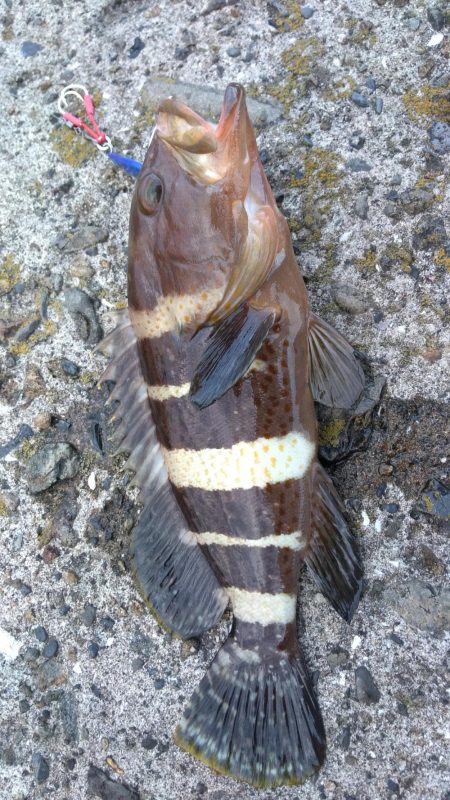 枕崎でライトショアジギング