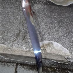 雨前の太刀魚調査