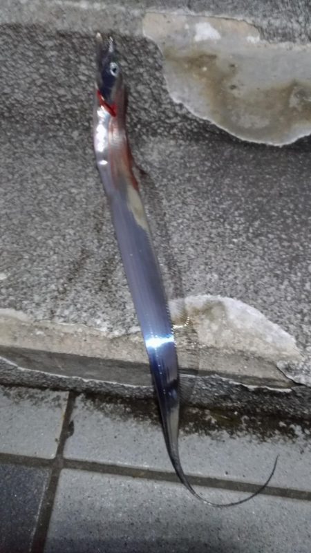 雨前の太刀魚調査