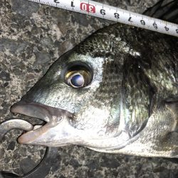 ライトゲームでクロダイ