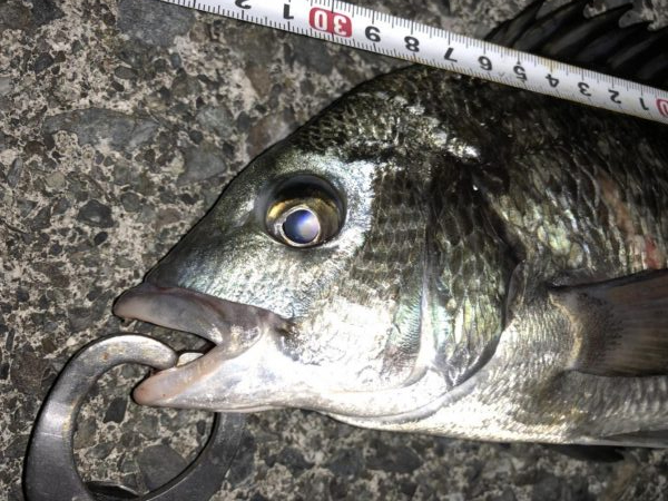 ライトゲームでクロダイ