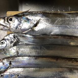 エギングでアオリイカ、湾内では太刀魚