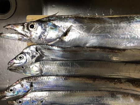 エギングでアオリイカ、湾内では太刀魚