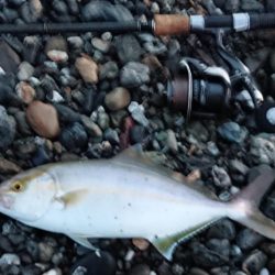 小さくてもカンパチ!