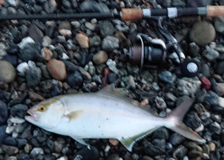 小さくてもカンパチ！