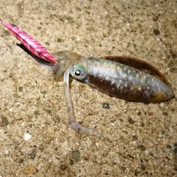 いい季節になってきました