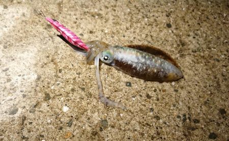 いい季節になってきました