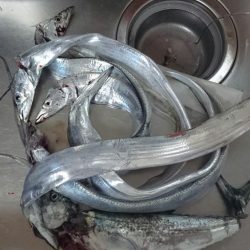 ２日連続タチウオ遠征