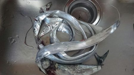 ２日連続タチウオ遠征