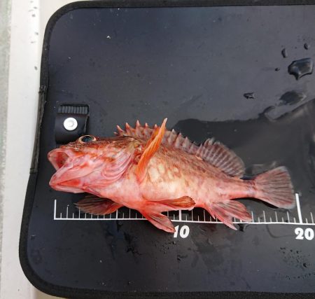 お目当ての魚は？