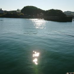 ナブラが目の前をパレード