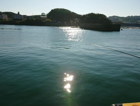 ナブラが目の前をパレード