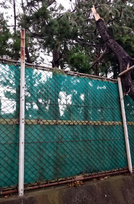 毎日タチウオ釣行