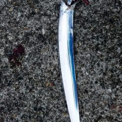 連休中のタチウオプチ遠征