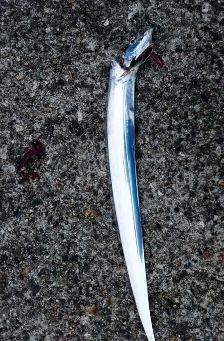 連休中のタチウオプチ遠征