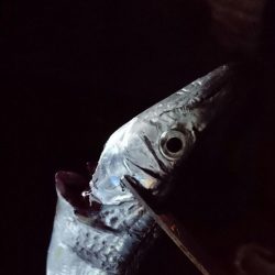 タチウオどこ行った？？