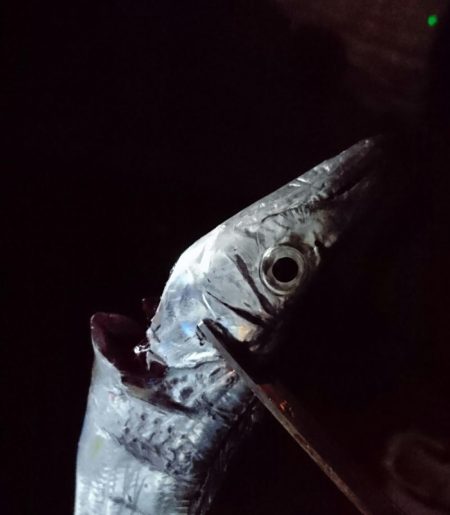 タチウオどこ行った？？